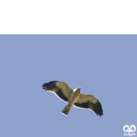 گونه عقاب پر پا Booted Eagle 